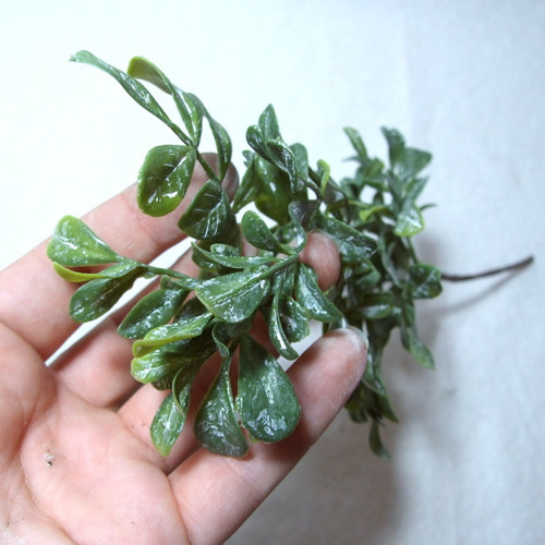 Buxus s nasivělým nádechem — foto 1