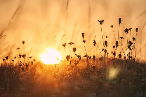 Celestial Summer XVII