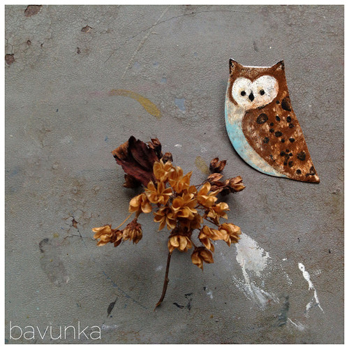 Sova — foto 1