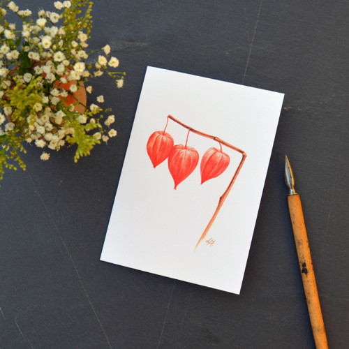 Physalis — foto 1