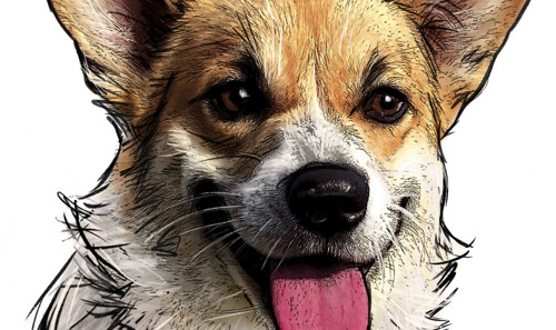Na přání_Corgi — foto 1