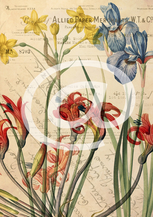 Tisk na grafickém papíře A4 -Iris,Narcis,Amaryllis
