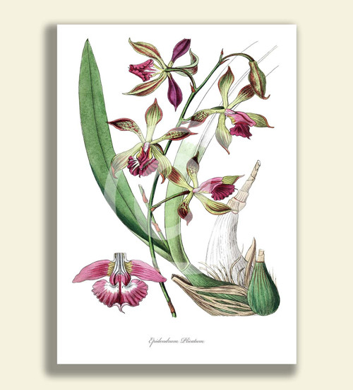 Tisk na grafickém papíře - EPIDENDRUM