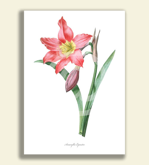 Tisk na grafickém papíře - AMARYLLIS EQUESTRE