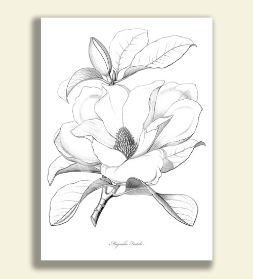 Tisk na grafickém papíře - MAGNOLIA FOETIDA