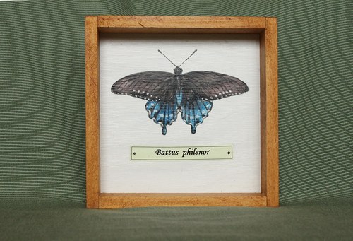Battus philenor