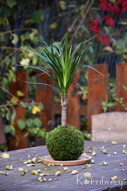 Kokedama Dracaena marginata — foto 1
