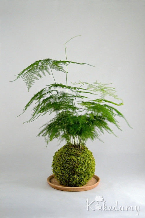 Kokedama Asparagus setaceus