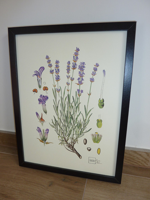 Plakát Levandule reprodukce autorské ilustrace A3