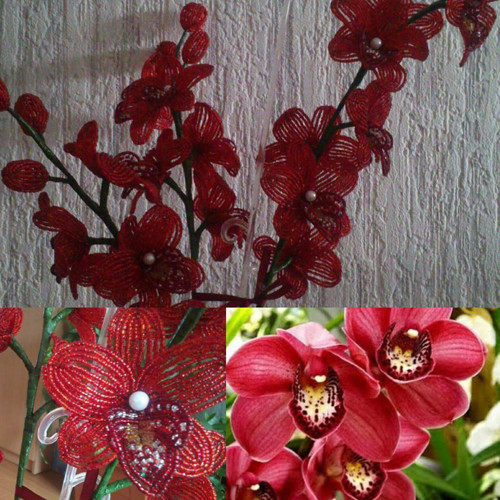 Orchideje