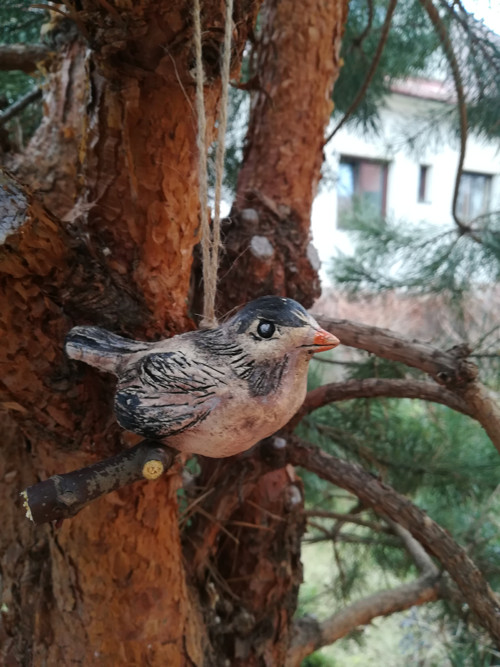 Ptáček střední — foto 1