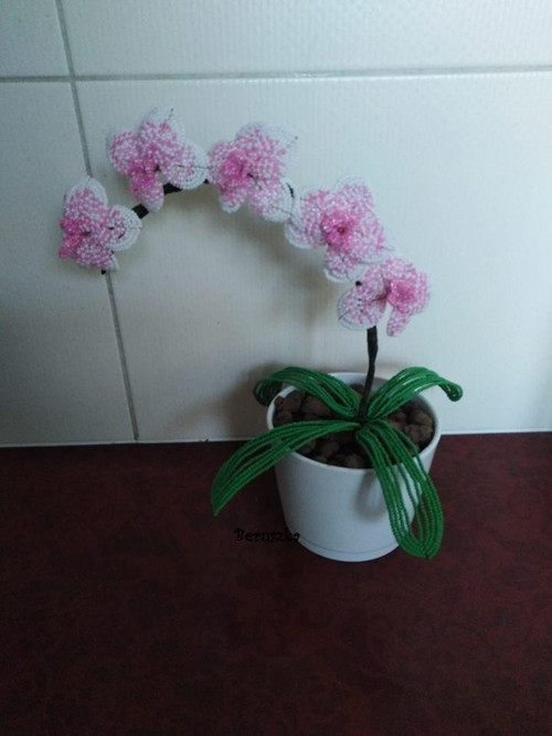 Bílo-růžová orchidea — foto 1