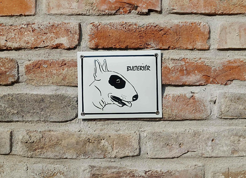 Bulteriér — foto 1