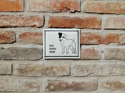 Jack Russell teriér — foto 1