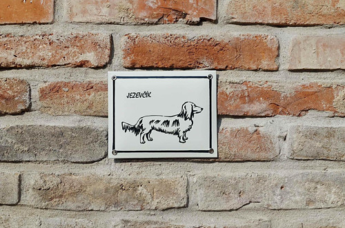 Jezevčík — foto 1