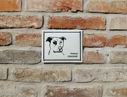 Americký pitbulteriér