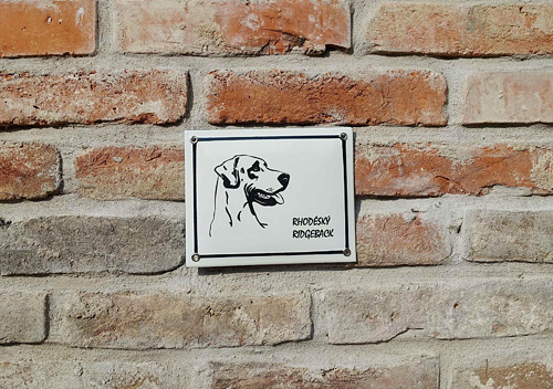 Rhodéský ridgeback