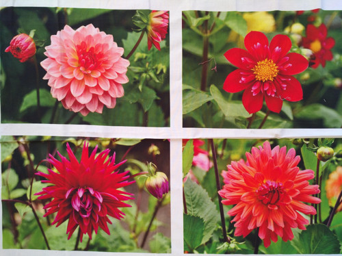 Panel Just Dahlias 60*110 cm — foto 1