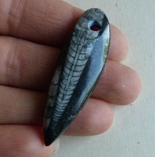Orthoceras - 5 cm — foto 1