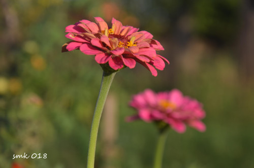 Gerbera - autorská fotografie