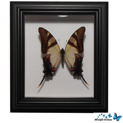 Papilio servilei
