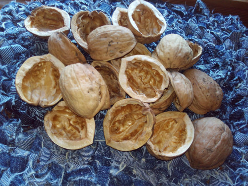 Ořechové skořápky — foto 1