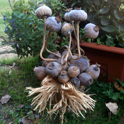 Tančící papaver... — foto 1