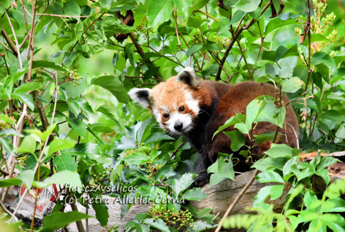 Panda v listech — foto 1