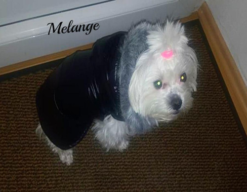 Bundička pro maltezáčka na přání