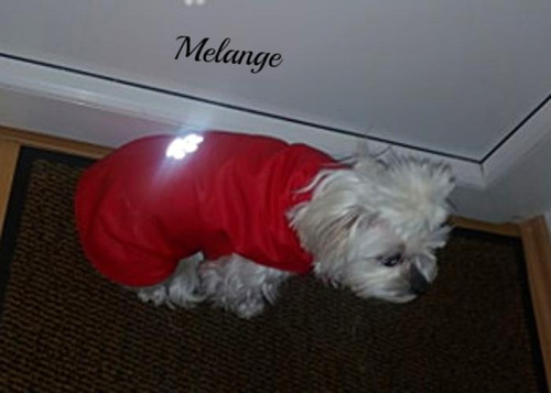 Bundička pro maltezáčka na přání
