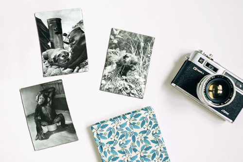 Fotografie — foto 1
