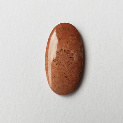 Korál fosilní 16 kabošon 39 x 20 x 6 mm