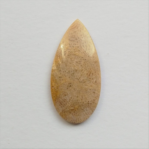 Korál fosilní 37 kabošon 52 x 26 x 6 mm