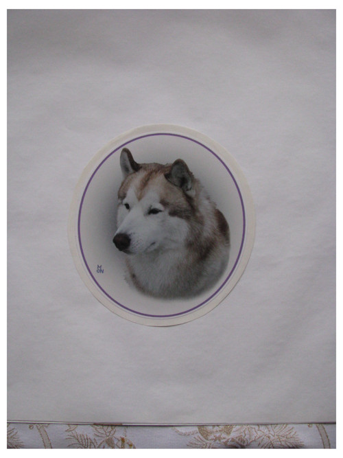 Samolepka se sibiřským husky