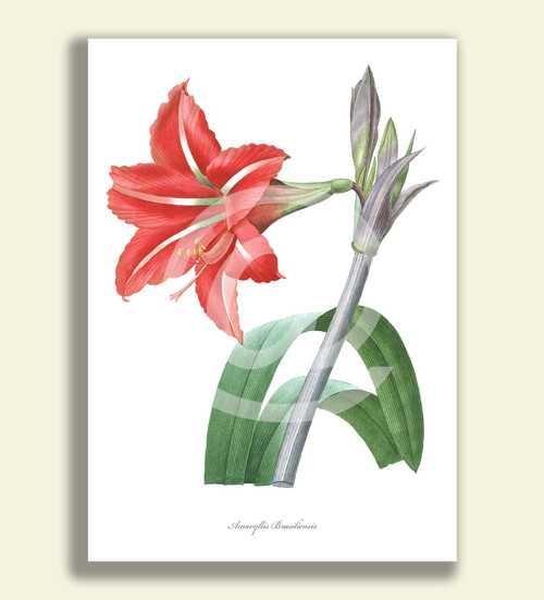 Tisk na grafickém papíře - AMARYLLIS 2