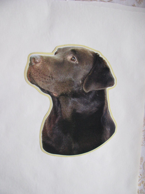 Samolepka s labradorem