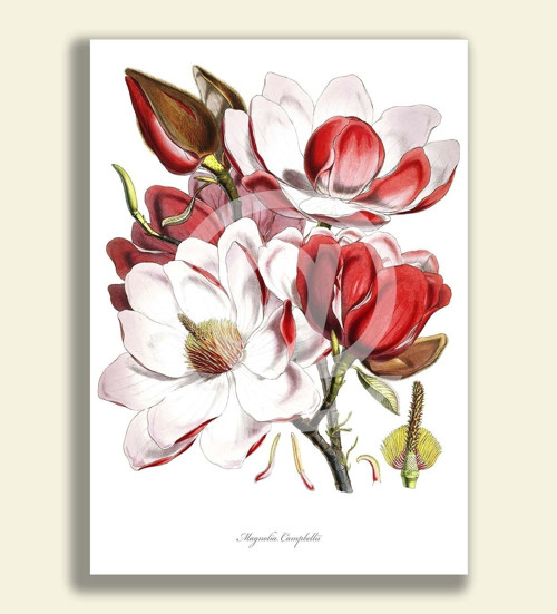 Tisk na grafickém papíře - MAGNOLIA CAMPBELLII