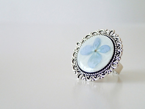 Hortensia blue — foto 1