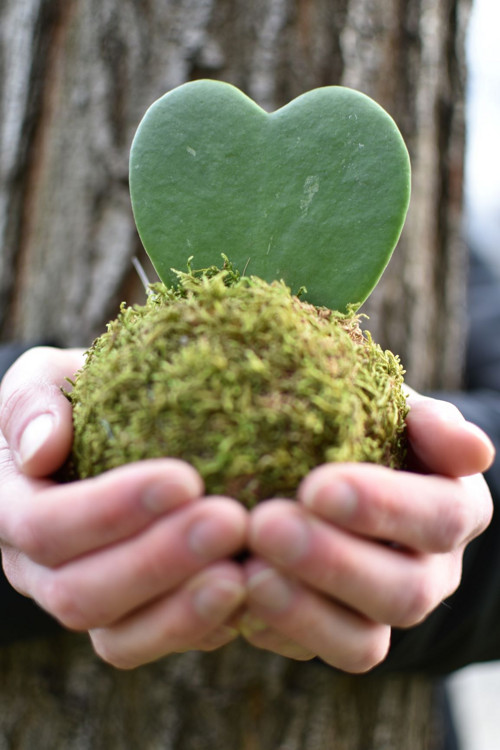 .kokedama LOVE — foto 1