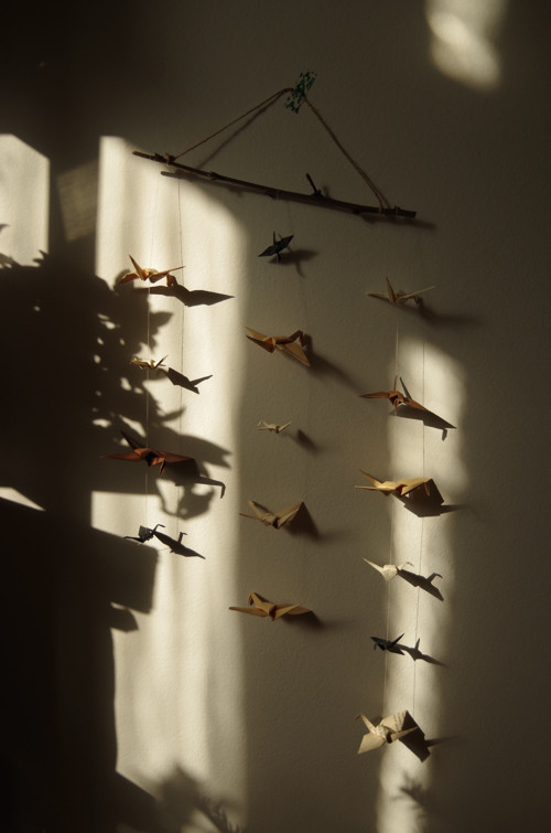 Písmenkoví jeřábi — foto 1