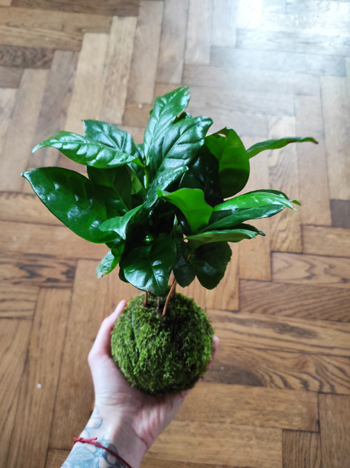 .kokedama COFFEA ARAB. |závěsná|