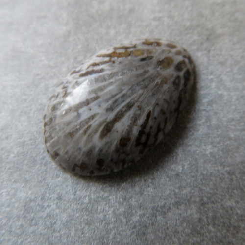 Bryozoan Kabošon - č.1 — foto 1