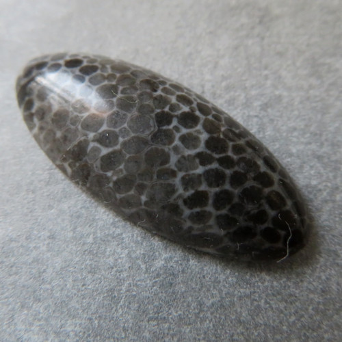 Bryozoan Kabošon - č.2 — foto 1