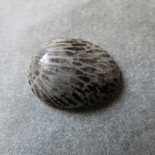 Bryozoan Kabošon - č.3 — foto 1