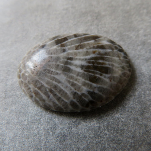 Bryozoan Kabošon - č.5 — foto 1