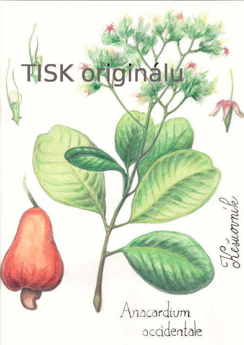 Kešuovník