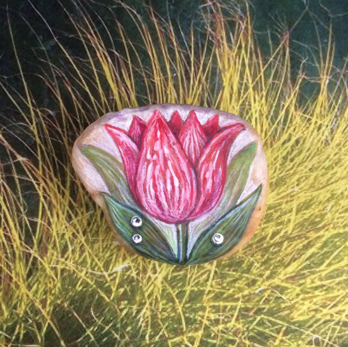 Tulipán, který nezvadne — foto 1