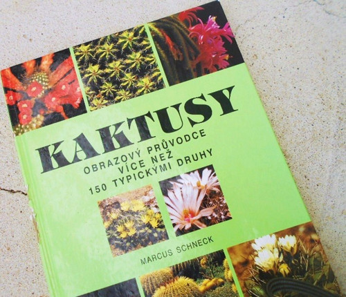 Kaktusy