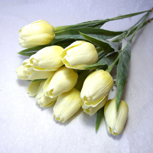 Tulipán světle žlutý — foto 1
