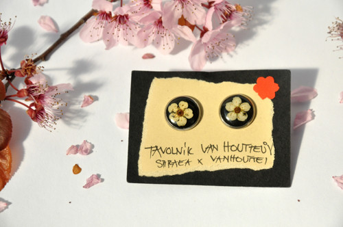 Náušnice s tavolníky — foto 1